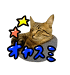 キジトラつみれくん（個別スタンプ：9）