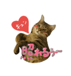キジトラつみれくん（個別スタンプ：13）