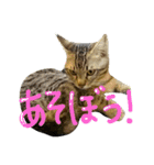 キジトラつみれくん（個別スタンプ：14）