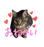 キジトラつみれくん（個別スタンプ：17）