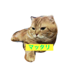 ウチのワンニャン③（個別スタンプ：1）