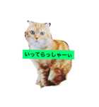 ウチのワンニャン③（個別スタンプ：2）
