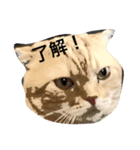 ウチのワンニャン③（個別スタンプ：5）