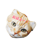 ウチのワンニャン③（個別スタンプ：7）