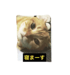 ウチのワンニャン③（個別スタンプ：11）