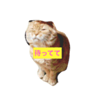ウチのワンニャン③（個別スタンプ：16）