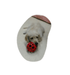 mayDog（個別スタンプ：2）