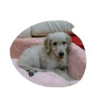 mayDog（個別スタンプ：8）