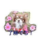 LOVE ＆ ICHIGO（個別スタンプ：14）
