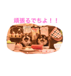 LOVE ＆ ICHIGO（個別スタンプ：17）