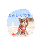 LOVE ＆ ICHIGO（個別スタンプ：21）