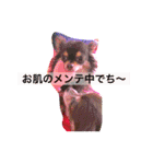 LOVE ＆ ICHIGO（個別スタンプ：33）