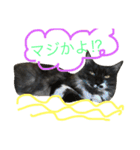 ニャン吉ボーイ（個別スタンプ：1）