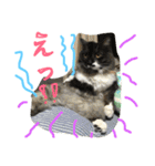 ニャン吉ボーイ（個別スタンプ：2）