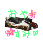 ニャン吉ボーイ（個別スタンプ：10）