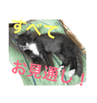 ニャン吉ボーイ（個別スタンプ：15）