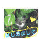 ニャン吉ボーイ（個別スタンプ：20）