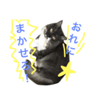 ニャン吉ボーイ（個別スタンプ：21）