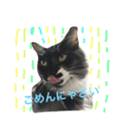 ニャン吉ボーイ（個別スタンプ：26）