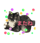 ニャン吉ボーイ（個別スタンプ：31）