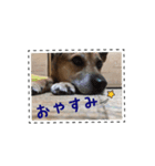 わんわんs（個別スタンプ：5）