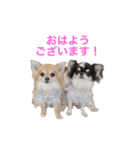 ちわわのぽすも（個別スタンプ：1）