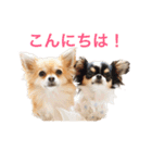 ちわわのぽすも（個別スタンプ：2）