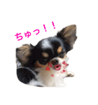 ちわわのぽすも（個別スタンプ：5）