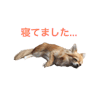 ちわわのぽすも（個別スタンプ：9）