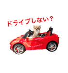 ちわわのぽすも（個別スタンプ：10）