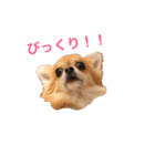ちわわのぽすも（個別スタンプ：13）