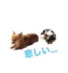ちわわのぽすも（個別スタンプ：14）