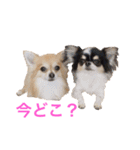ちわわのぽすも（個別スタンプ：15）
