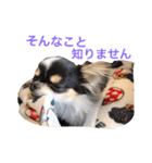 ちわわのぽすも（個別スタンプ：16）