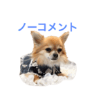 ちわわのぽすも（個別スタンプ：17）