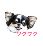 ちわわのぽすも（個別スタンプ：18）