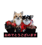 ちわわのぽすも（個別スタンプ：21）
