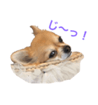 ちわわのぽすも（個別スタンプ：22）