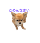 ちわわのぽすも（個別スタンプ：23）