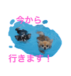 ちわわのぽすも（個別スタンプ：25）