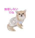 ちわわのぽすも（個別スタンプ：26）