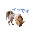 ちわわのぽすも（個別スタンプ：29）