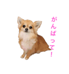 ちわわのぽすも（個別スタンプ：30）