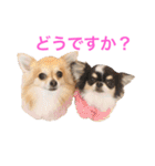 ちわわのぽすも（個別スタンプ：31）
