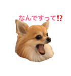 ちわわのぽすも（個別スタンプ：33）