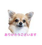 ちわわのぽすも（個別スタンプ：35）