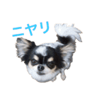 ちわわのぽすも（個別スタンプ：36）