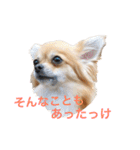 ちわわのぽすも（個別スタンプ：40）
