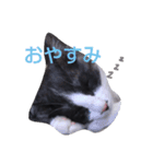 ハチワレ猫のメイちゃん（個別スタンプ：1）