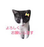 ハチワレ猫のメイちゃん（個別スタンプ：2）